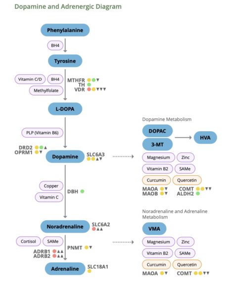 Genetics and triathletes 